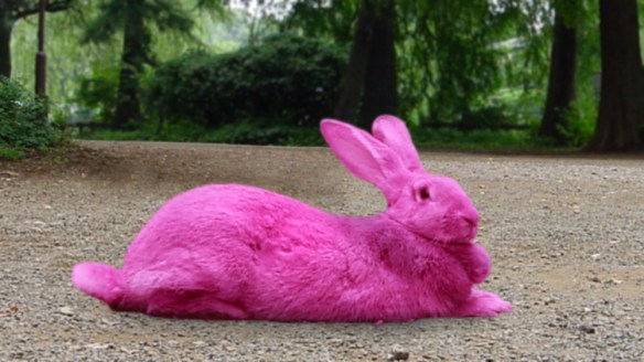 Pink Rabbit PINK RABBIT 2024🔥🐰